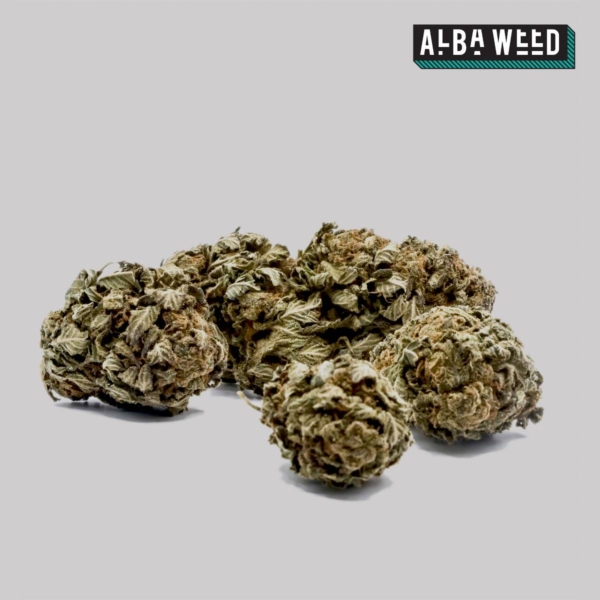 Harlequin CBD