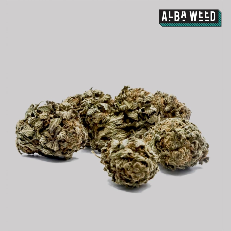 Harlequin CBD