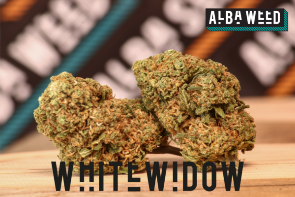 WHITE WIDOW CBD WEED - immagine 2